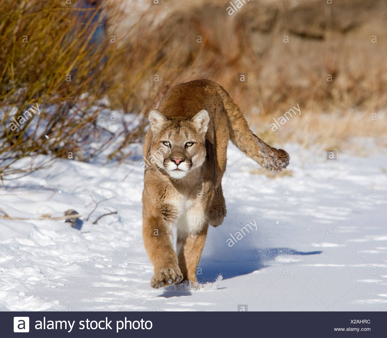 coperta puma coperta puma