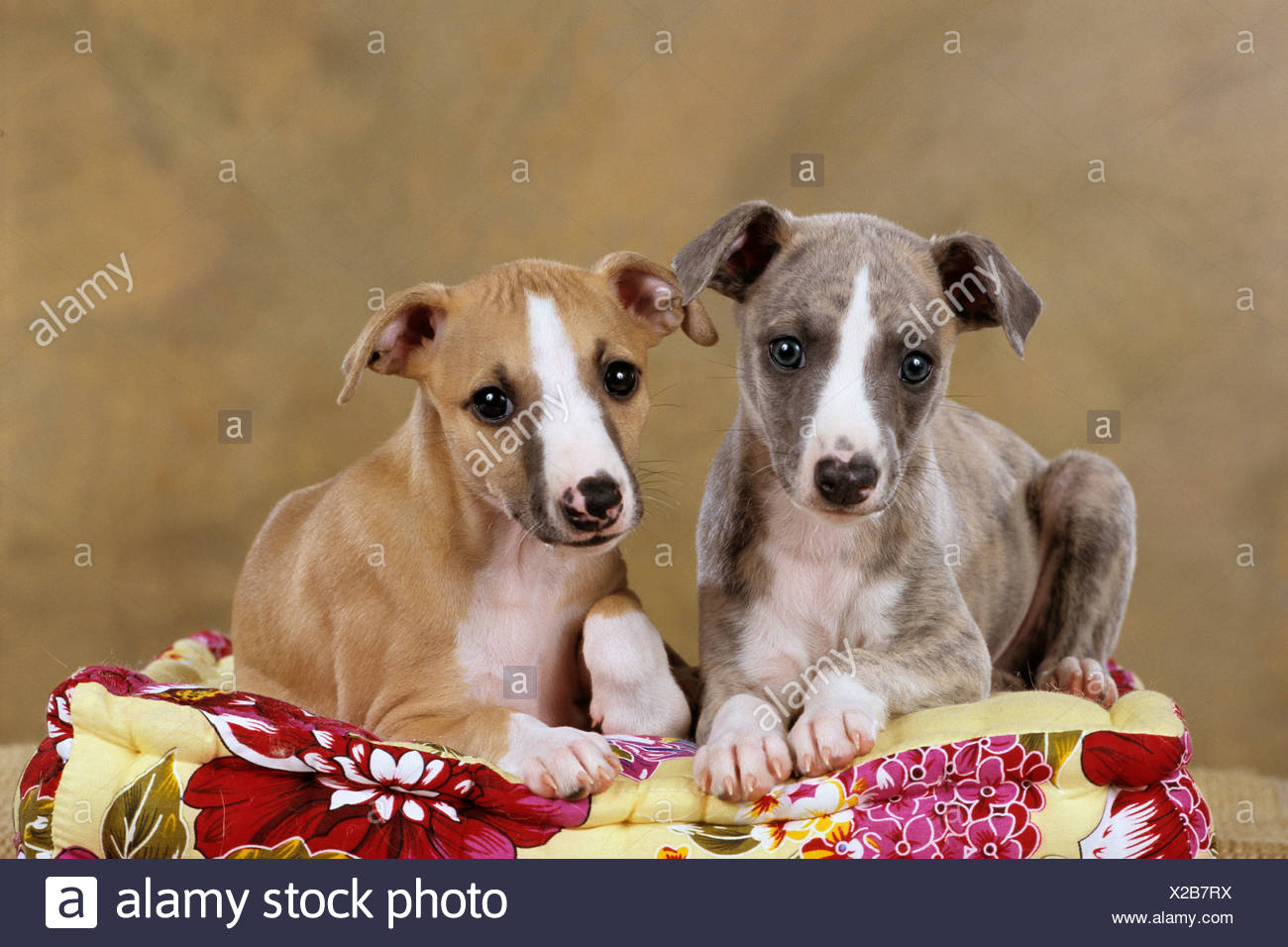 Due Cani Whippet Cuccioli Giacente Sul Cane Cuscino Foto