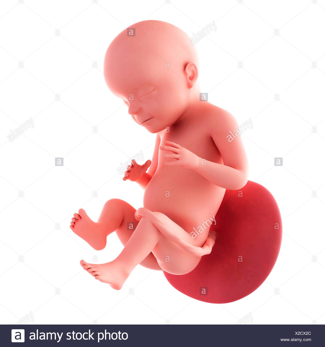 Feto Umano Eta 28 Settimane Illustrazione Foto Stock Alamy