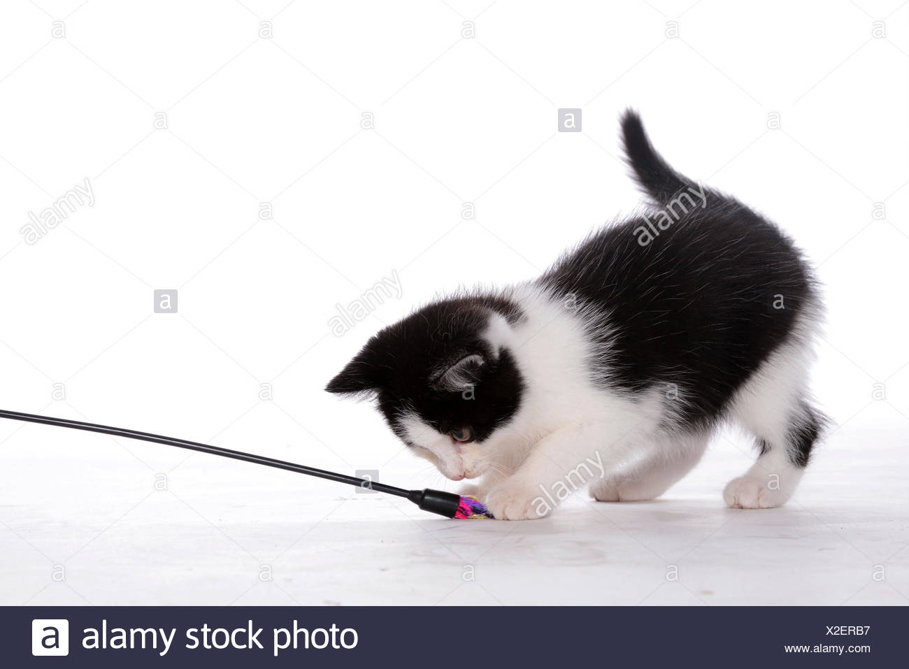 Il Gatto Domestico Il Gatto Di Casa Felis Silvestris F Catus