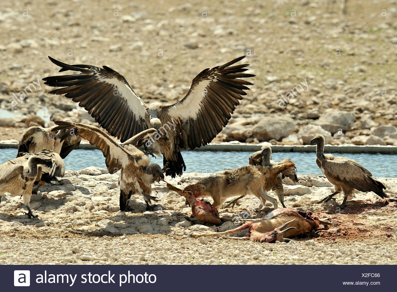 Gli sciacalli e gli avvoltoi sulla carcassa Springbok - Etosha ...