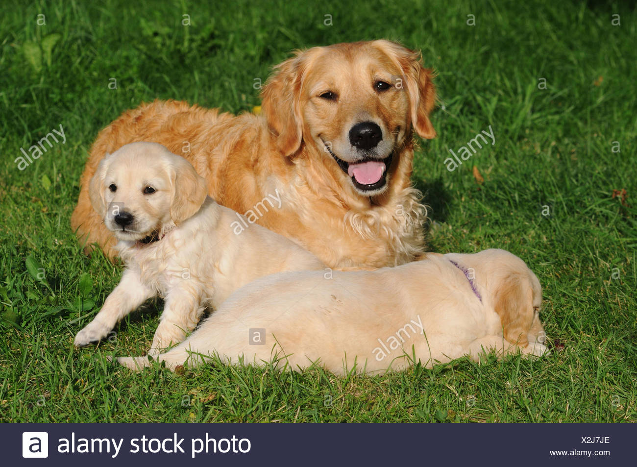Il Golden Retriever Con Cuccioli Di Cane In Giardino Foto Stock Alamy
