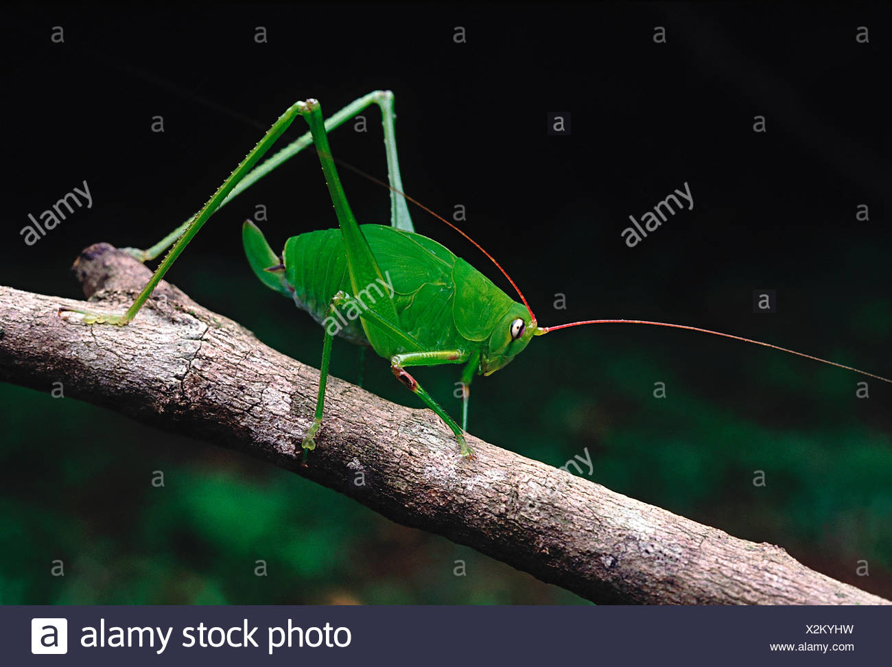 Crickets ri