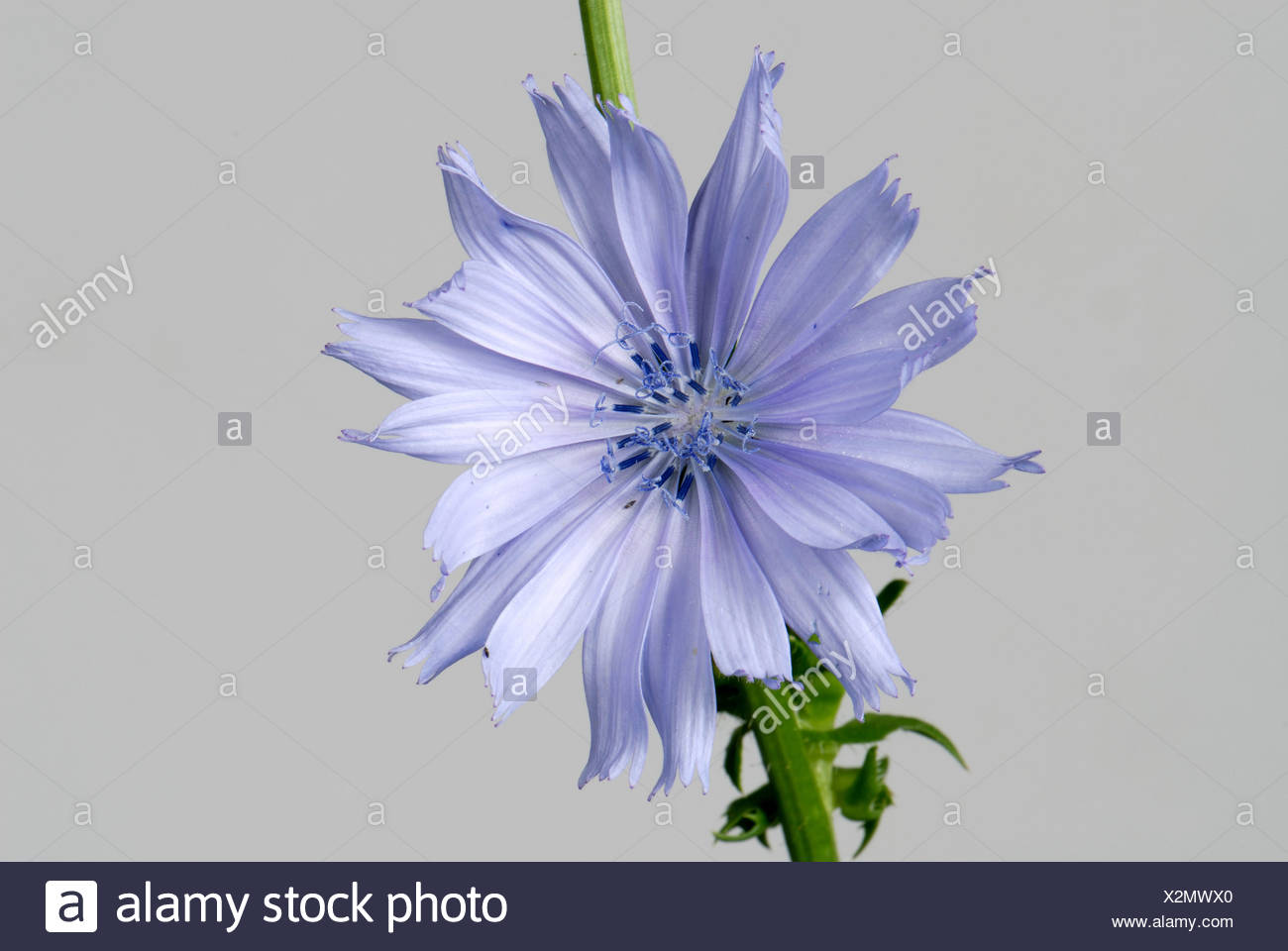 Fiore Blu Di Cicorie Di Bruxelles Un Raccolto E Una Pianta Selvatica Utilizzati Come Un Vegetale E Un Sostituto Di Estratto Di Caffe Foto Stock Alamy