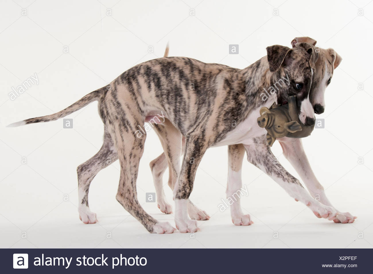 Il Whippet Cuccioli E Cani Maschio 12 Settimane Foto Immagine