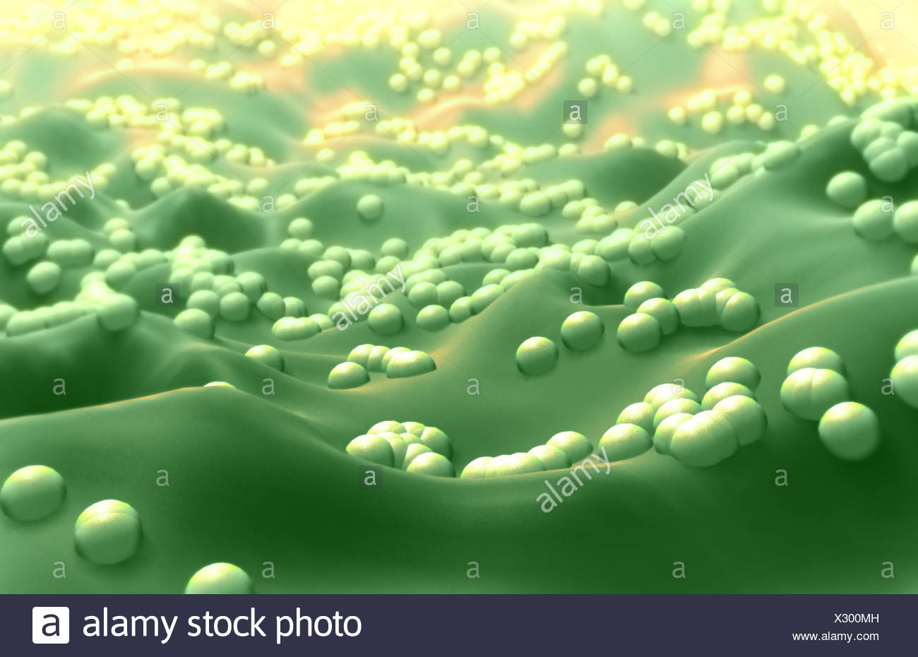 Batteri Cocchi Foto Stock Alamy