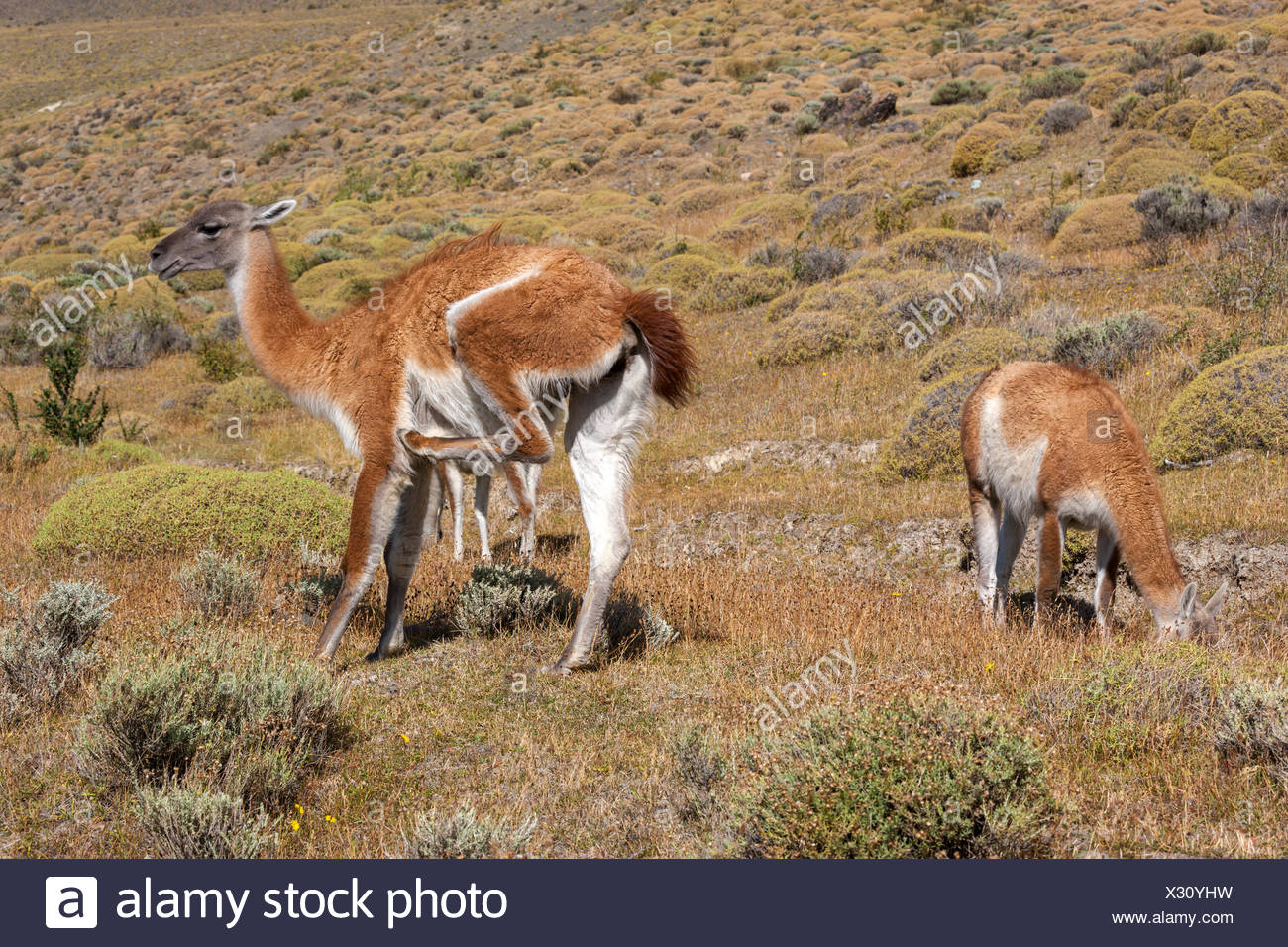Guanachi, Lama Foto Stock