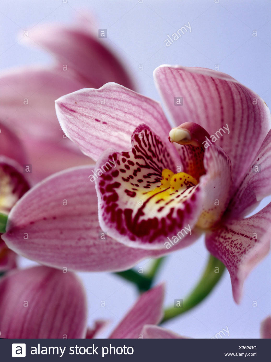 Orchidee Cymbidium Spec Dettaglio Blossoms Magenta Piante Fiori Di Cymbidium Ibrido Cold Casa Orchidee Fiori Recisi Fiori Di Orchidea Rosso Viola Bellezza Dolcemente Ben Botanica Fiori Ornamentali Foto Stock Alamy