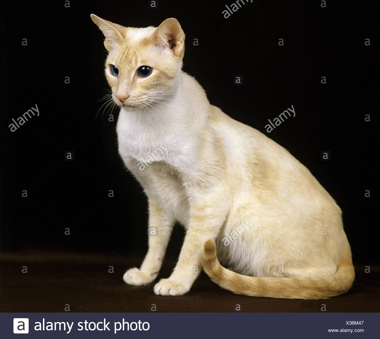 Punto Rosso Siamese Gatto Domestico Adulti Su Sfondo Nero Foto