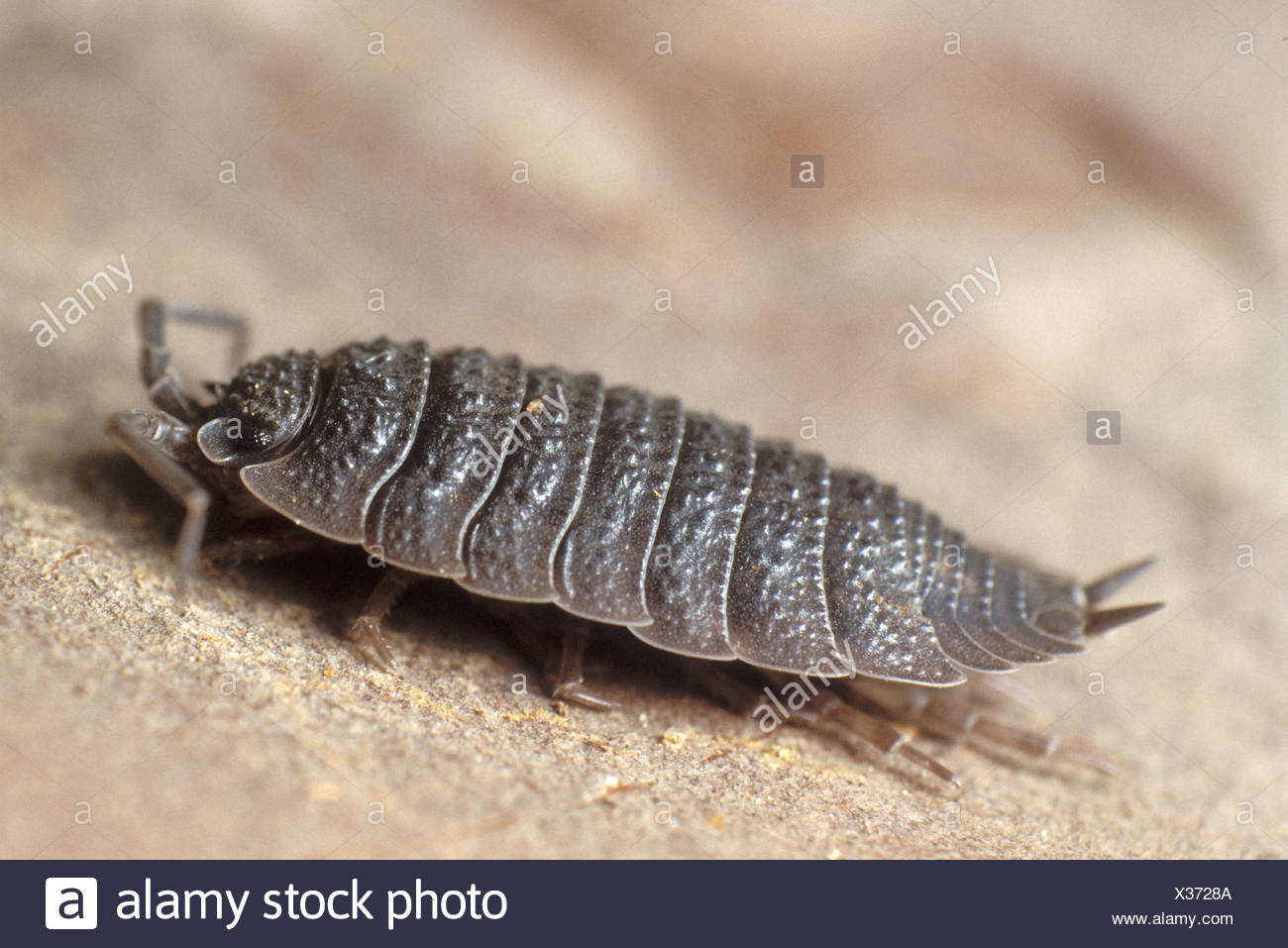 Pidocchio Del Legno Porcellio Scaber Foto Stock Alamy