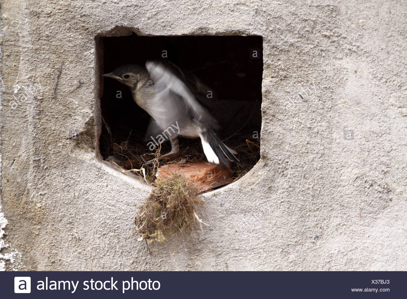 Bird nido di uccelli cantare-bird bobolinks wagtail stilt Uccelli Bird Nest feed Foto Stock