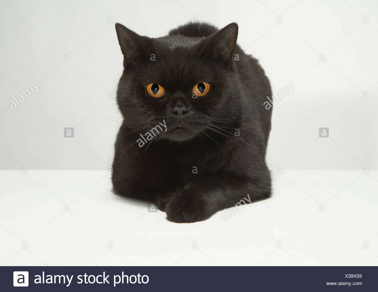 Gatto Nero Coccoloso Immagini Gatto Nero Coccoloso Fotos Stock Alamy