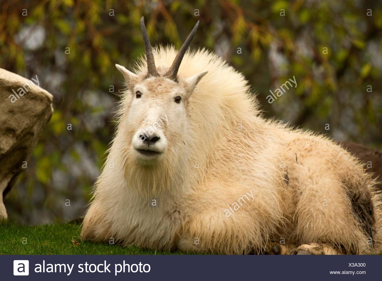 Capre di montagna (Oreamnos americanus), Oregon Zoo, Washington Park, Portland, Oregon. Foto Stock