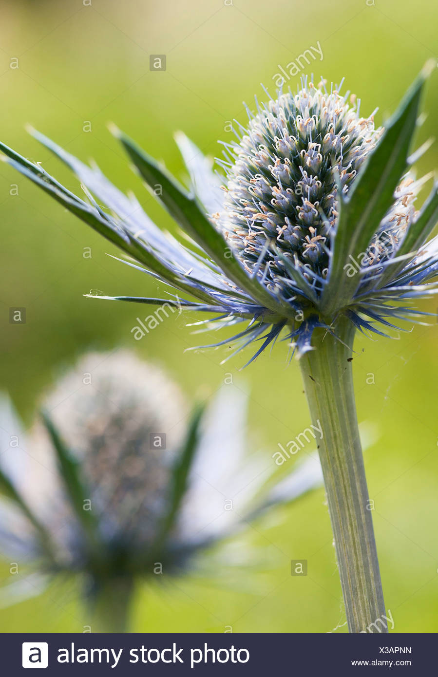 Mare holly, Eryngium x zabelii Jos Eijking. Thistle-come le teste dei fiori circondata da spinoso di colore argenteo delle brattee blu. Foto Stock