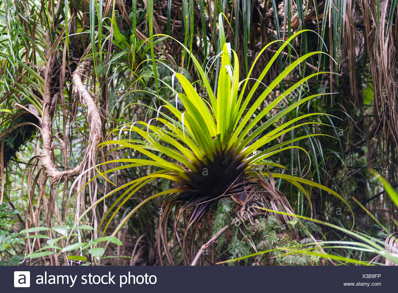Piante Epifite Sul Tronco Di Albero Vegetazione Nella Foresta Di Waipoua Northland E North Island Nuova Zelanda Foto Stock Alamy
