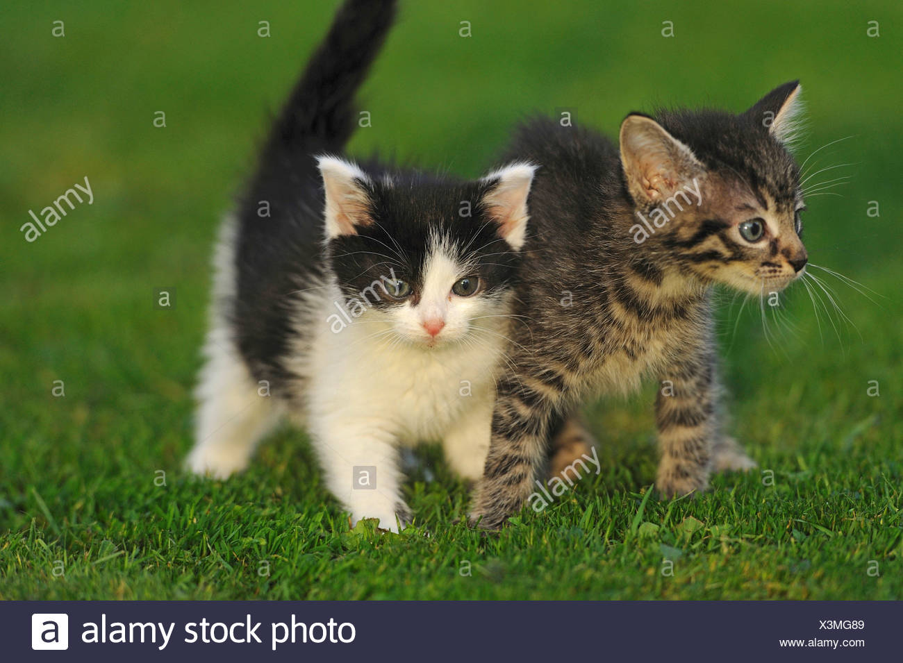 Il Gatto Domestico Il Gatto Di Casa Felis Silvestris F Catus