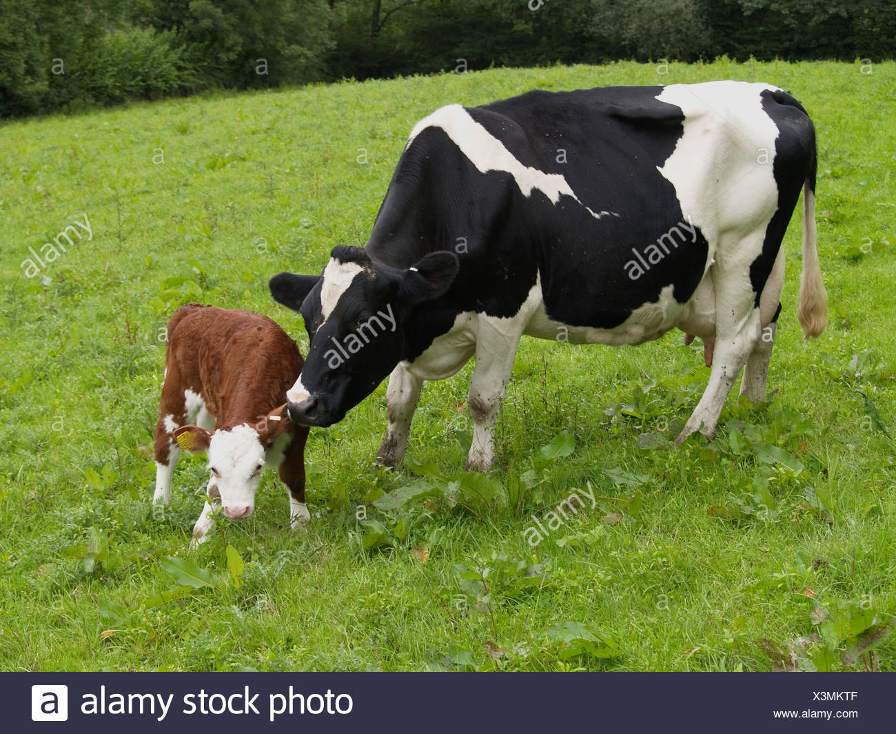 Bovini Domestici Holstein Mucche Frisone Con Hereford Croce Di Vitello Stando In Piedi In Alpeggio Devon Inghilterra Foto Stock Alamy