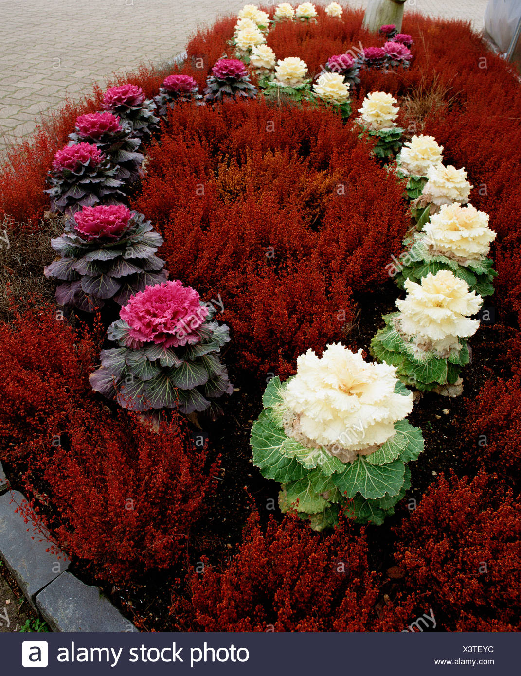 Cavolo Ornamentale Foto Stock Alamy