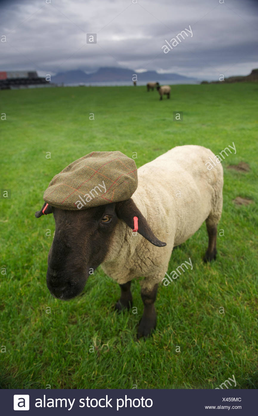 Una Pecora Suffolk In Tweed Cappuccio Realizzato Da Suffolk Lana Di Pecora Foto Stock Alamy
