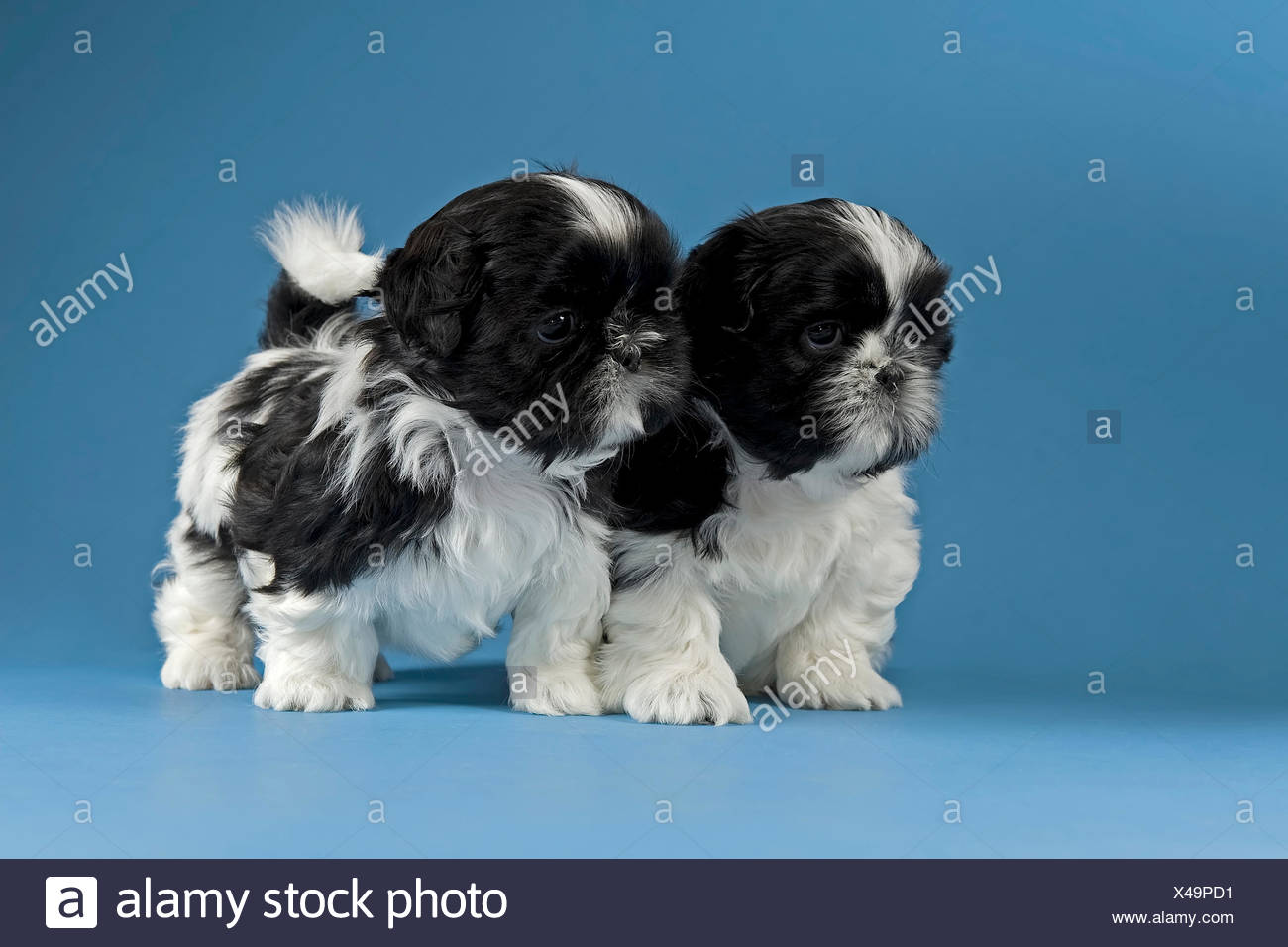 Due Shih Tzu Cuccioli Di 4 Settimane In Bianco E Nero Foto