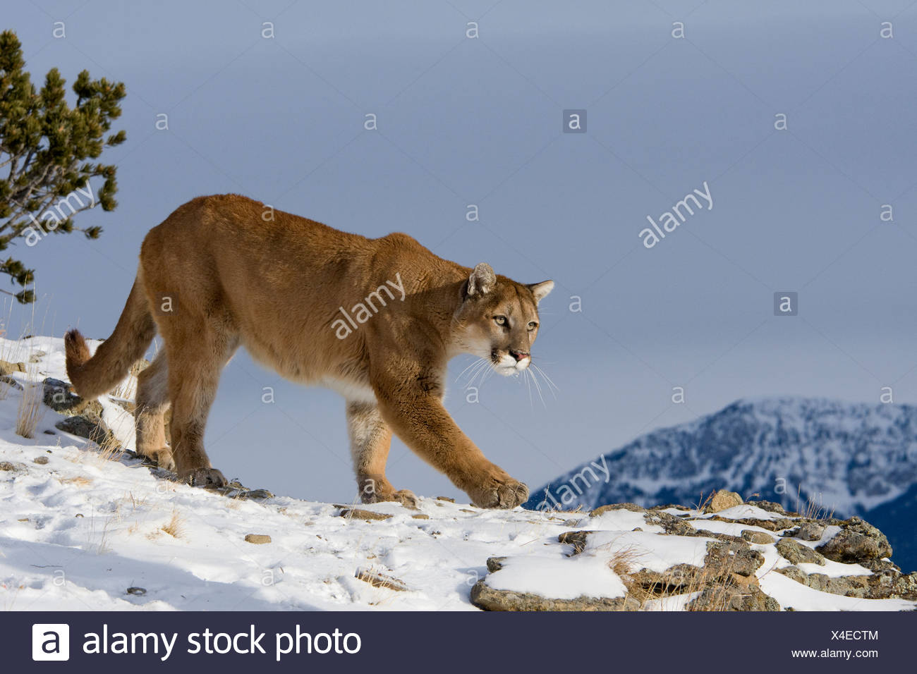 coperta puma coperta puma