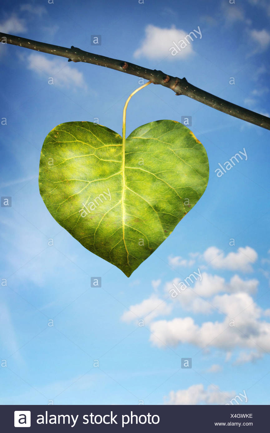 Unica foglia a forma di cuore Foto Stock