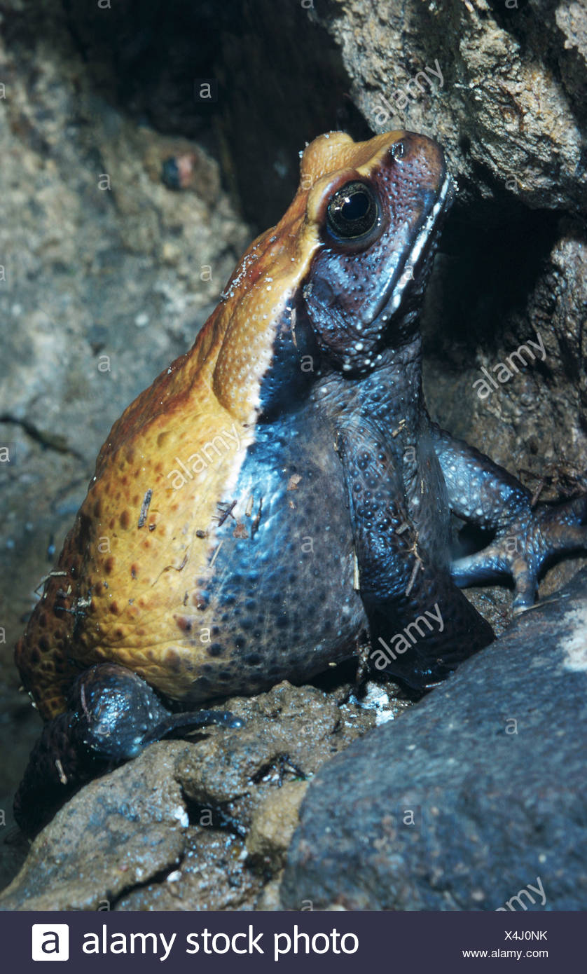 Colombiano Rospo Gigante Bufo Blombergi Posizione Vigile Foto Stock Alamy
