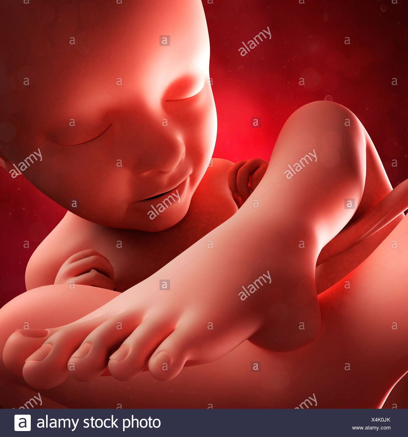Feto A 35 Settimane Computer Artwork Foto Stock Alamy