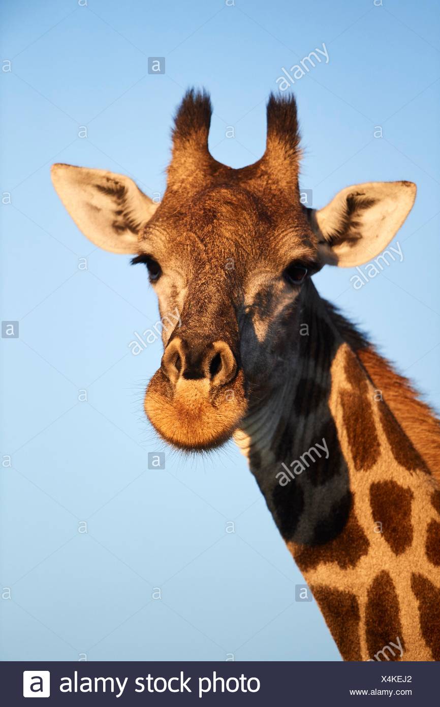 La giraffa ritratto (Giraffa camelopardalis angolensis). Moremi National Park, Okavango Delta, Botswana, Sud Africa. Foto Stock