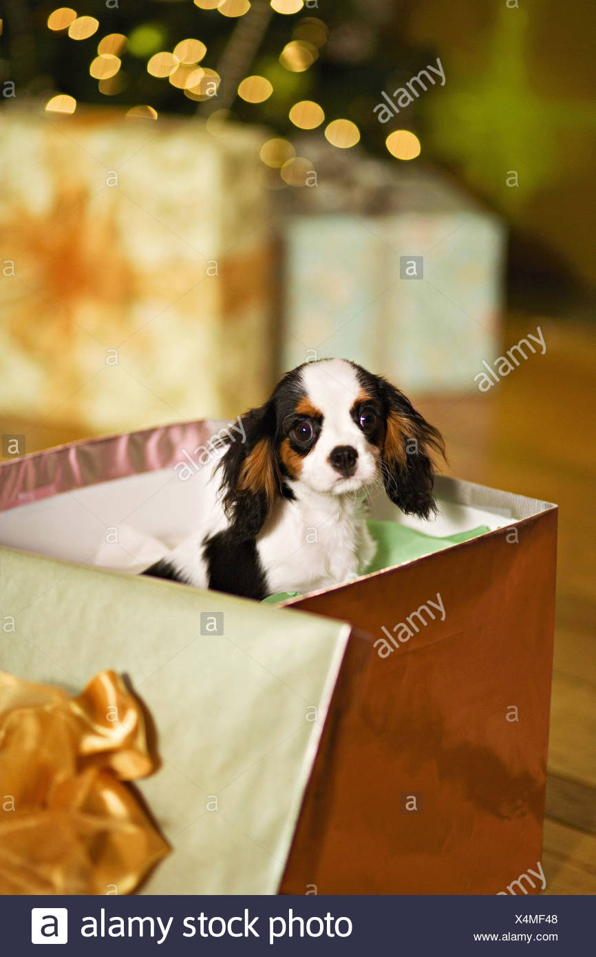 Un Cucciolo Di Cavalier King Charles Spaniel Cane In Una Scatola