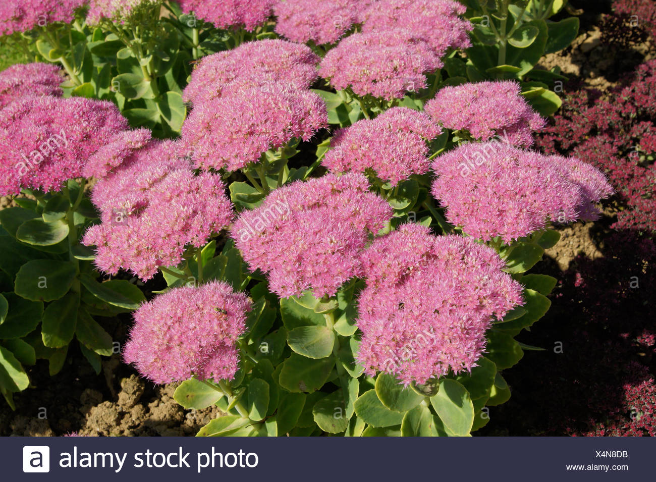 Vistosa Borraccina Foto Stock Alamy