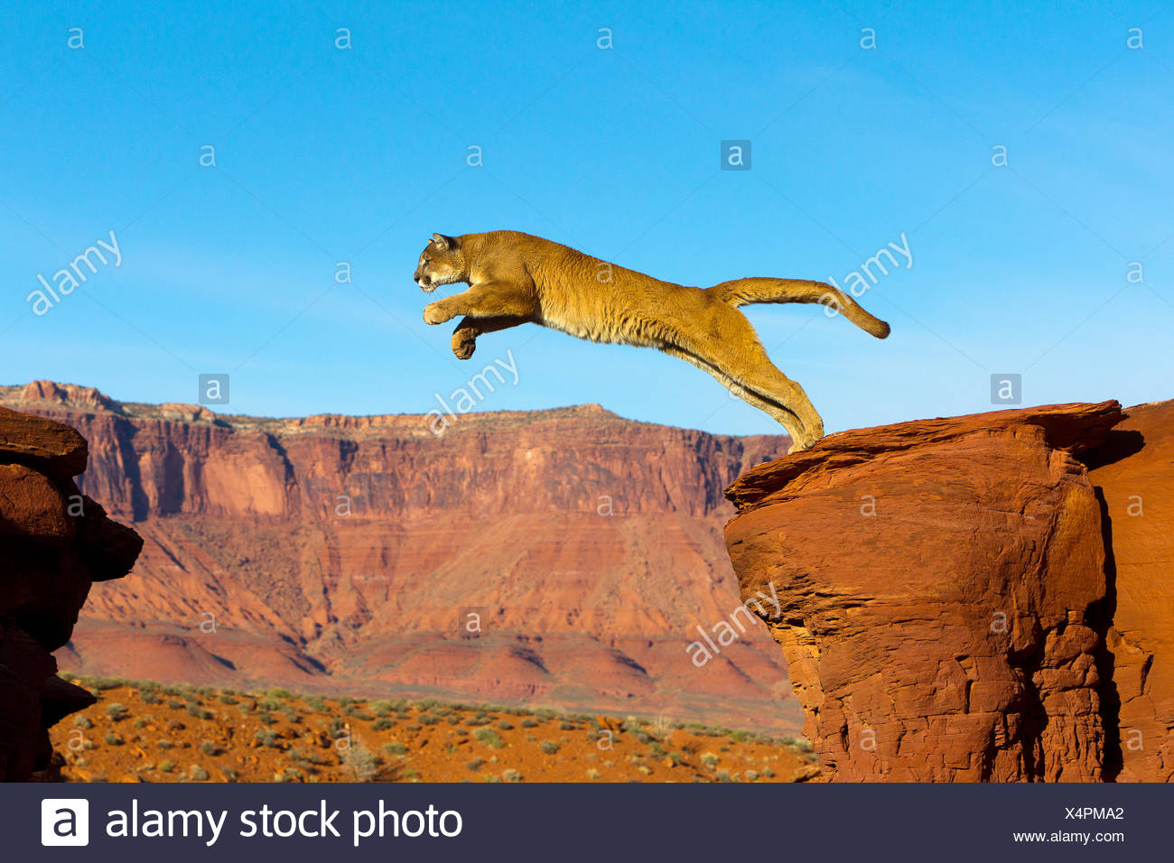 Puma che salta da un rock - USA Utah Foto stock - Alamy