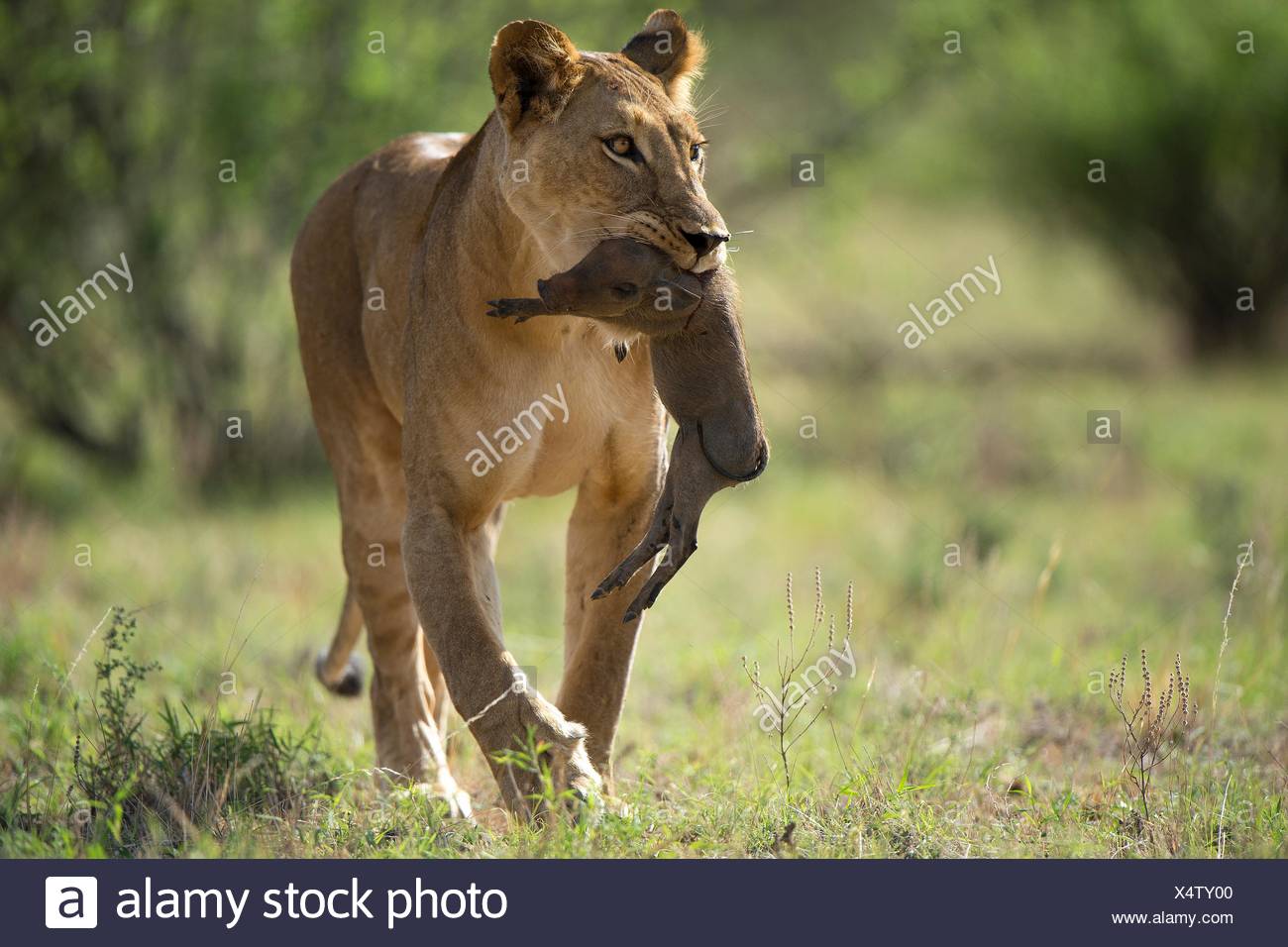 Lion Warthog Immagini E Fotos Stock Alamy