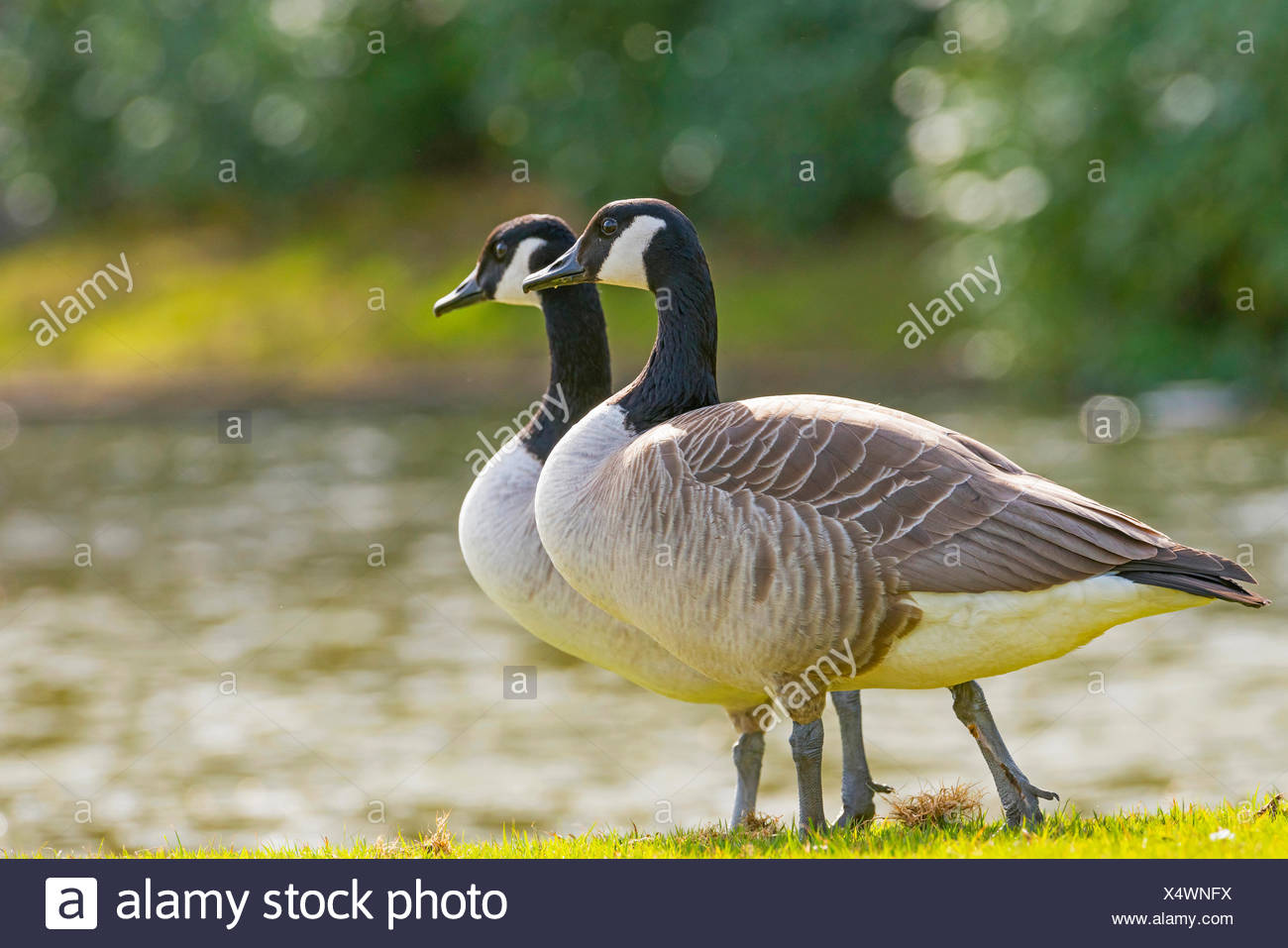 Canada Goose Coppia Canada Goose Coppia