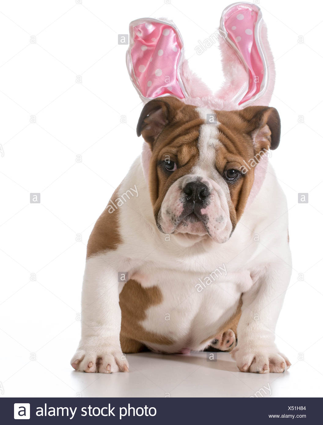 Bulldog Inglese Indossando Orecchie Di Coniglietto Foto Stock Alamy