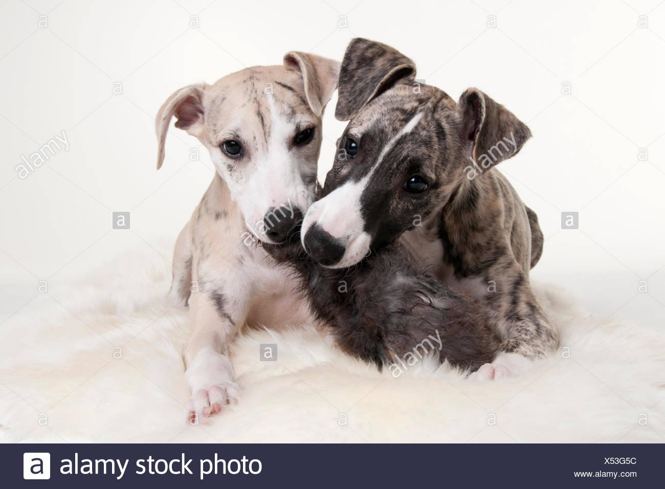 Il Whippet Cuccioli E Cani Maschio 12 Settimane Foto Immagine