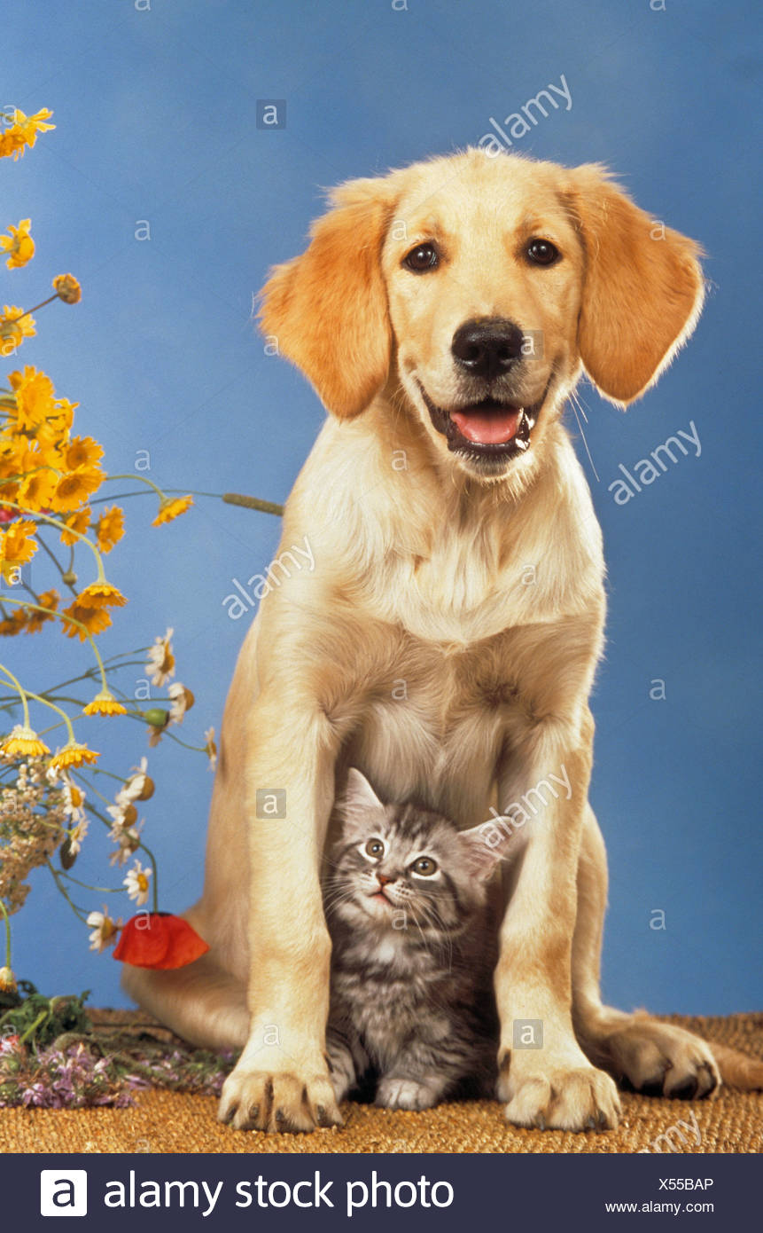 Animale Amicizia Golden Retriever Cucciolo Di Cane E Di Gatto Domestico Gattino Foto Stock Alamy
