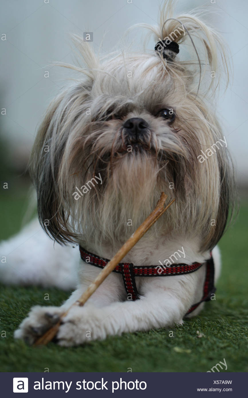 Cane Leone Immagini Cane Leone Fotos Stock Alamy