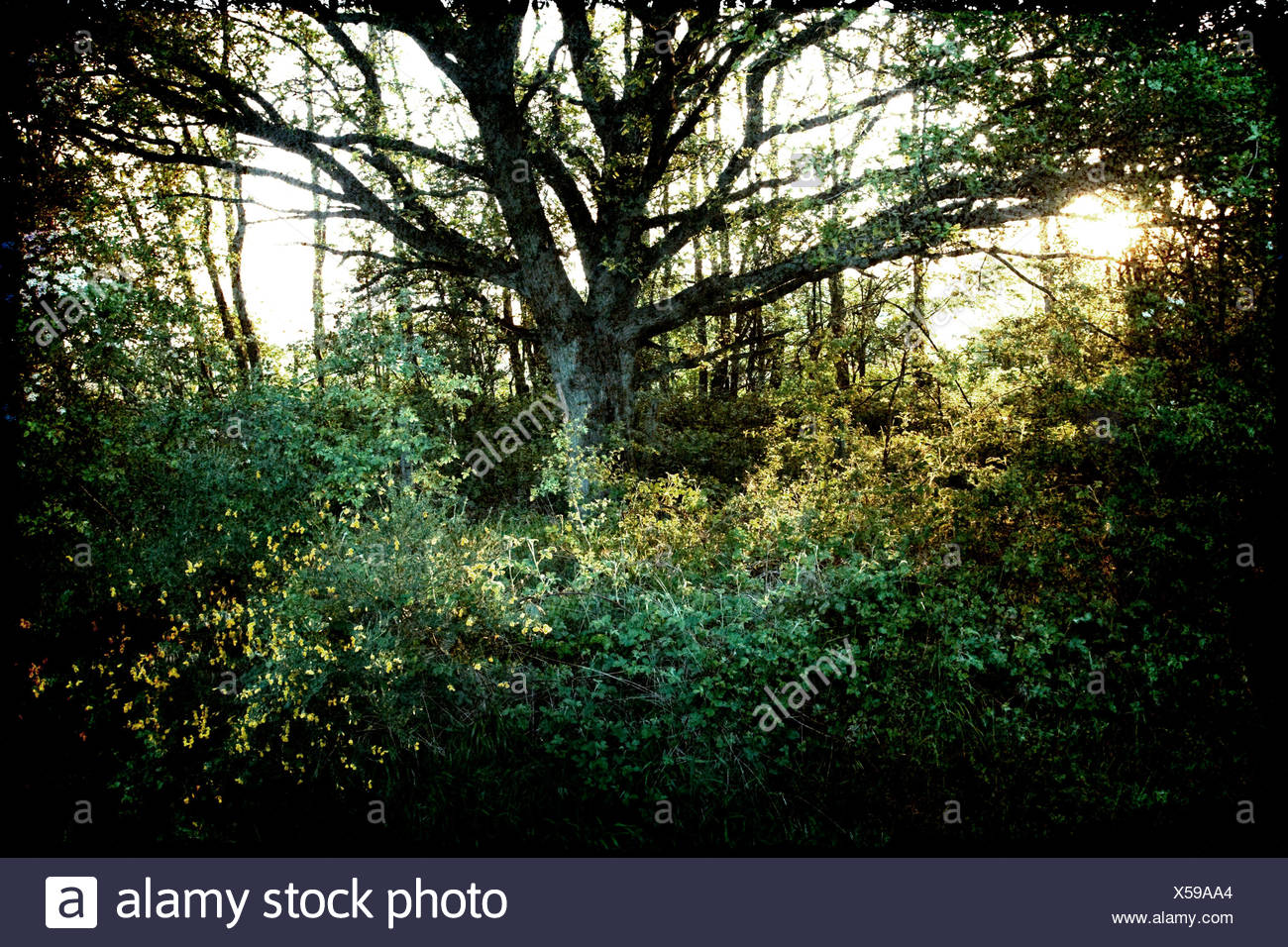 Regolazione Del Sole Attraverso Gli Alberi Di Una Foresta Texture Aggiunto Successivamente In Photoshop Foto Stock Alamy