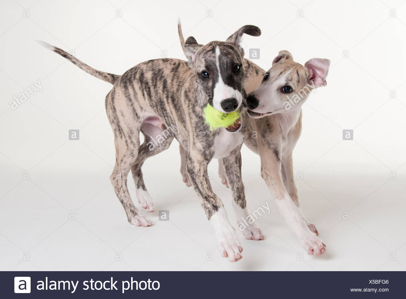 Il Whippet Cuccioli Di Cane Maschio 12 Settimane Foto Immagine
