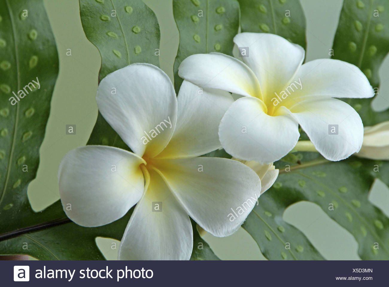 Il Tahitiano Gardenia Tiare Fiore L Isola Di Moorea Polinesia Foto Stock Alamy