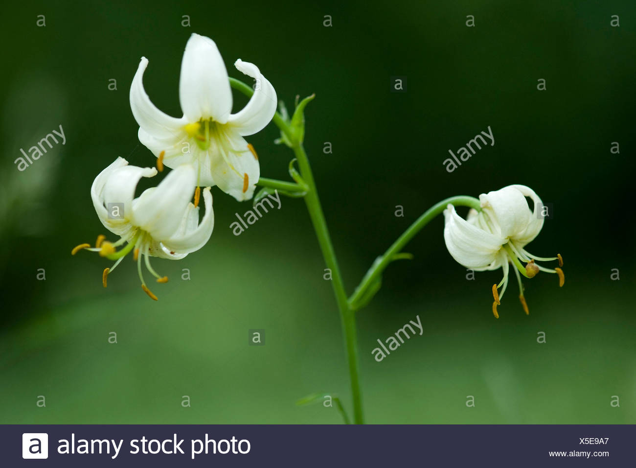 Martagon Giglio Viola Turk Cappuccio Del Giglio Lilium Martagon Con Fiori Di Colore Bianco Germania Foto Stock Alamy