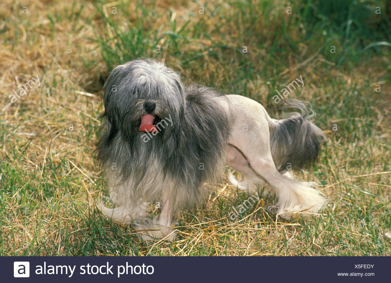Lowchen O Piccolo Cane Leone Immagini Lowchen O Piccolo Cane Leone