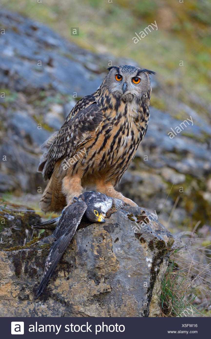 Eurasian Eagle Owl Bubo Bubo Femmina Al Suo Posto Di