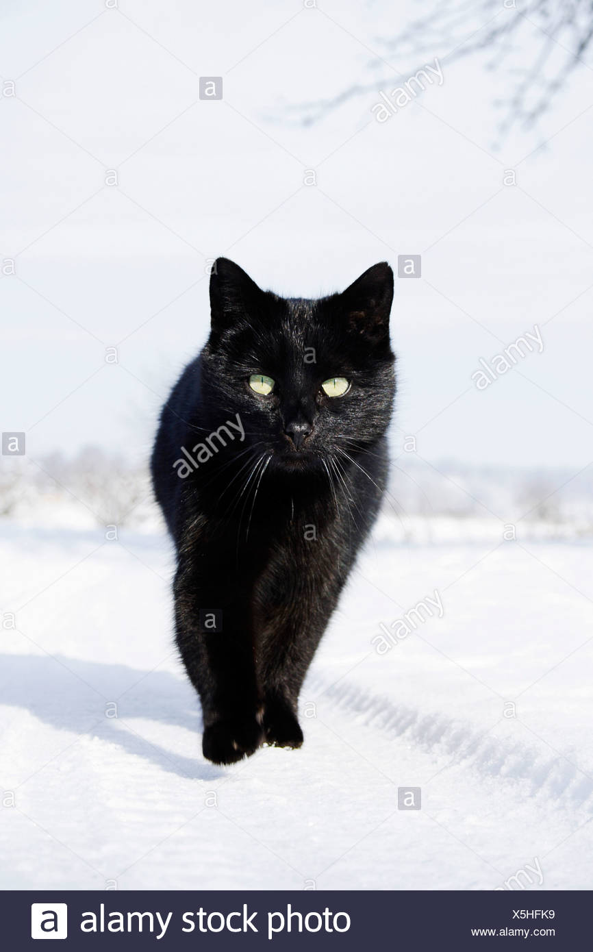 Il Gatto Domestico Adulto Nero A Piedi Nella Neve Foto Immagine