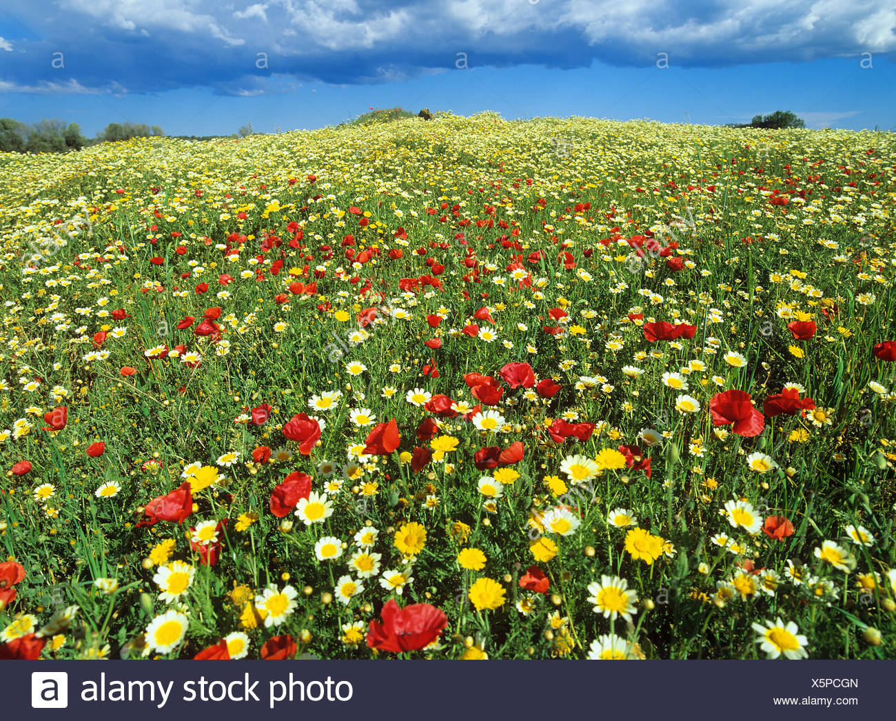 Prato con fiori diversi Foto stock - Alamy