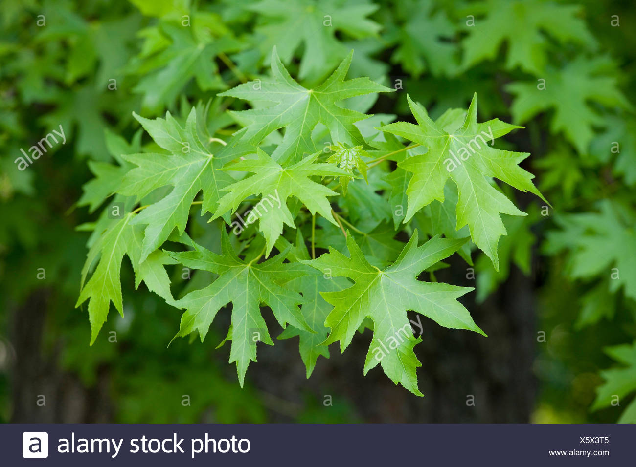 Silver Maple Acero Bianco Bird S Eye Maple Acer Saccharinum Foglie Foto Stock Alamy