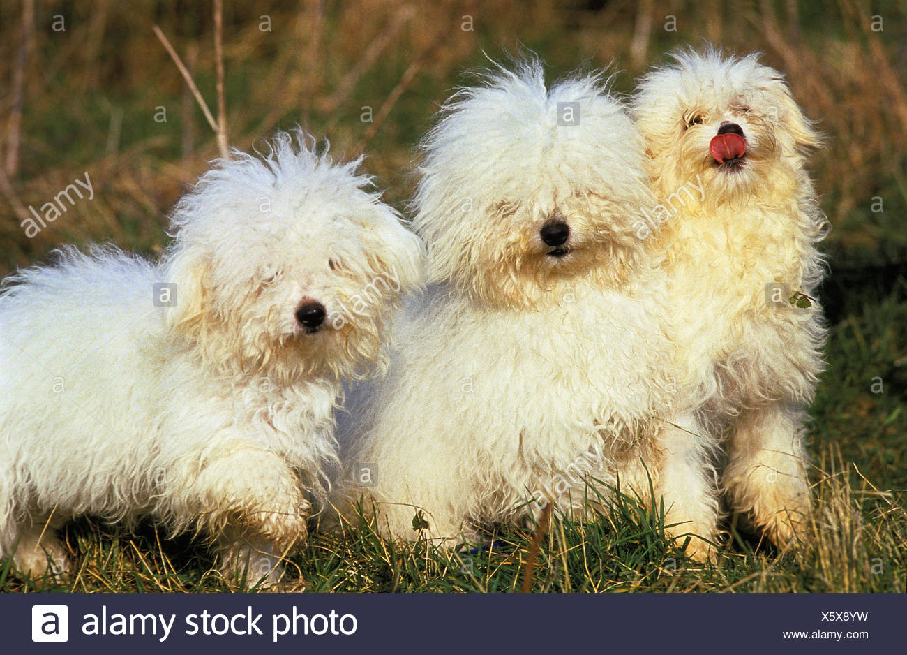 Bichon Cane Bolognese Adulti In Piedi Sullerba Foto Immagine