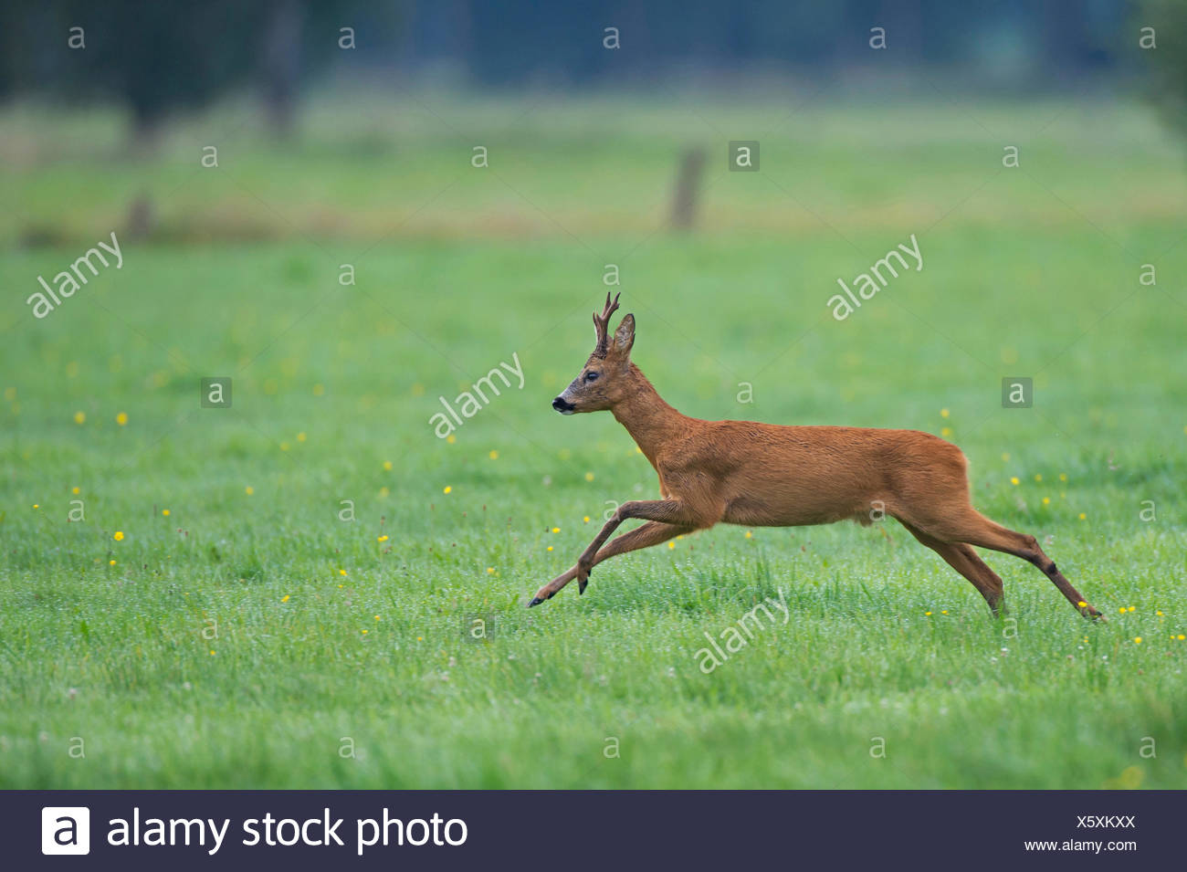 Il Capriolo Capreolus Capreolus Buck Fuggendo Su Un Prato In Inverno Germania Bassa Sassonia Foto Stock Alamy