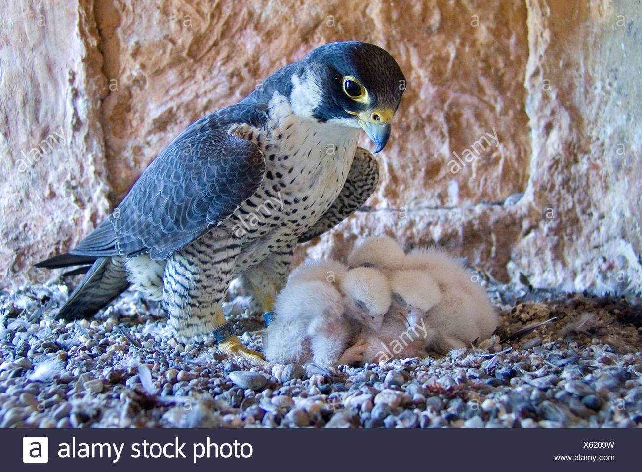 Falco Pellegrino Falco Peregrinus Femmina Con Uccellini
